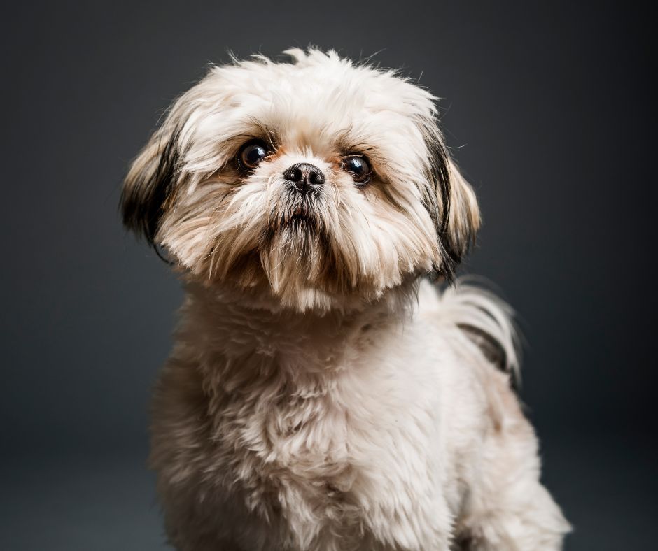 cachorros shih tzu cachorros shih tzu