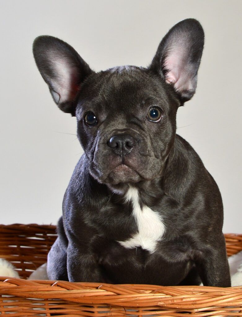bulldgo francés criadero de cachorros