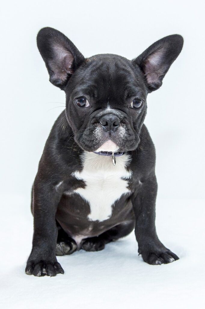 bulldog, animal, puppy