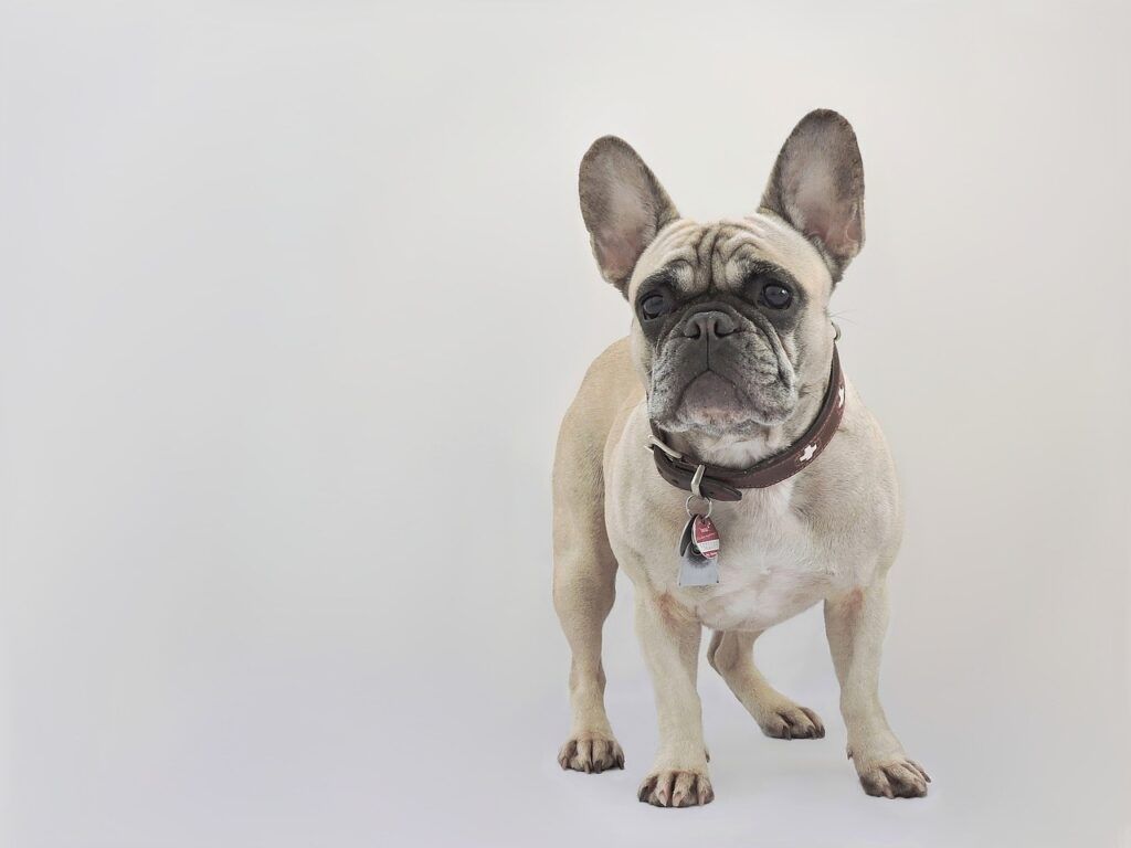 french bulldog, dog, animal