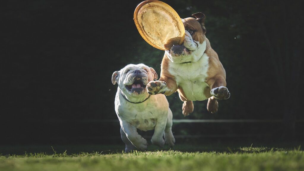 bulldog frances ejercicio físico