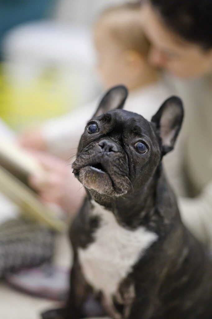 dog, pet, french bulldog
