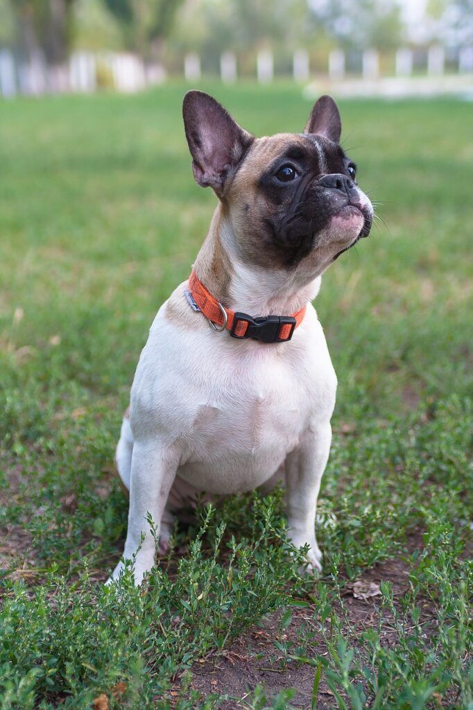 criadero bulldog frances canarias