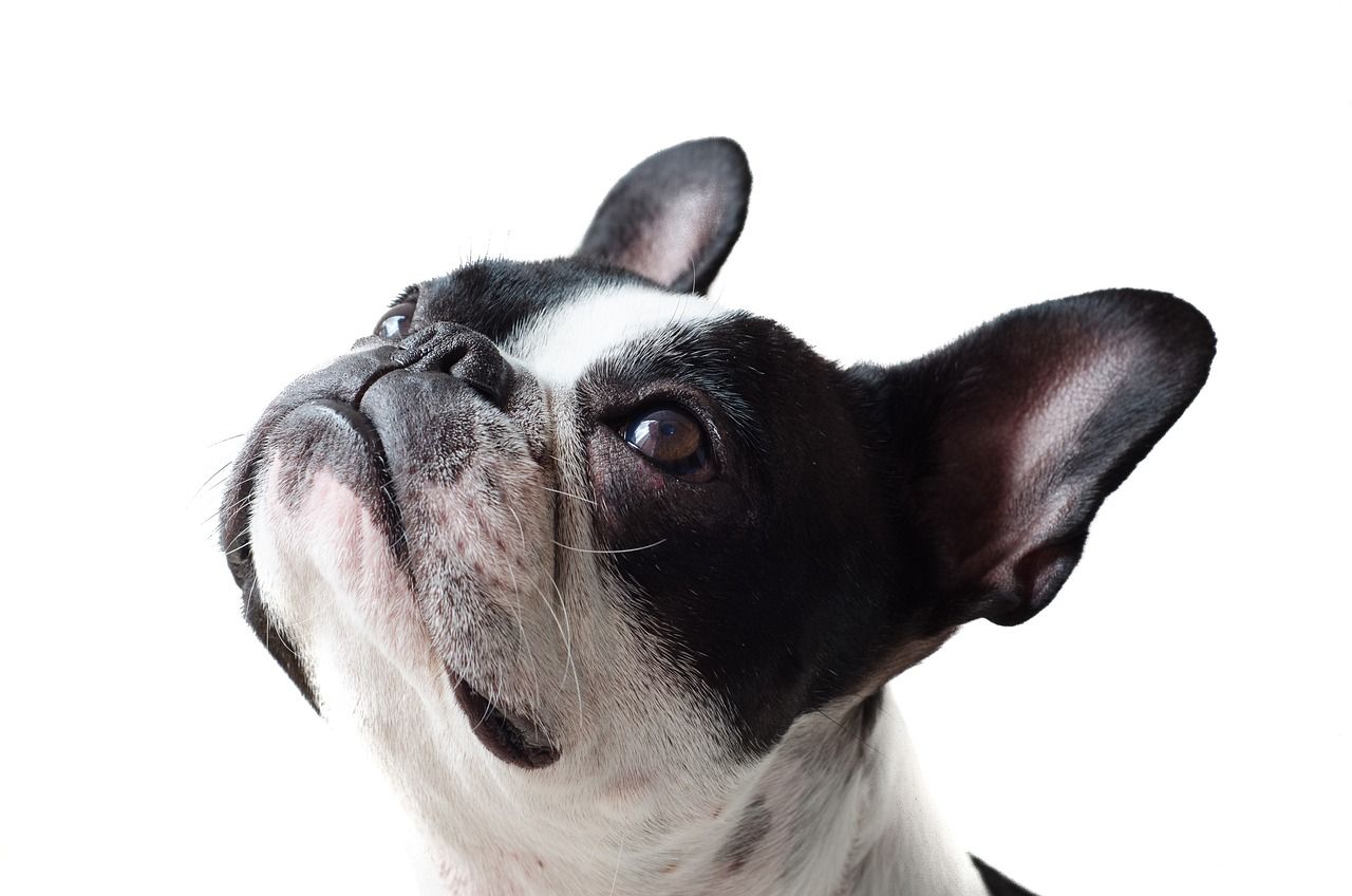 dog, frenchie, bulldog