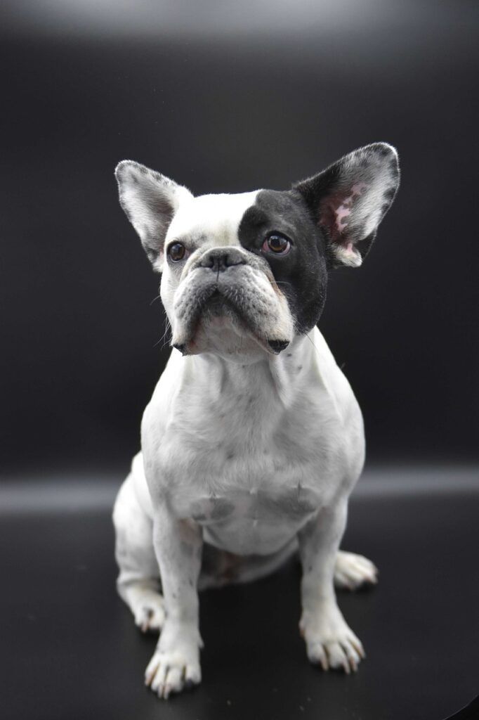french bulldog, dog, pet