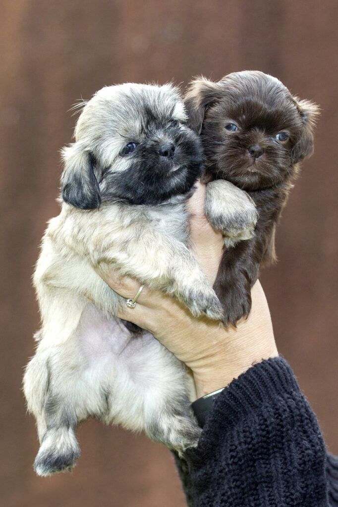 puppy, dog, animal