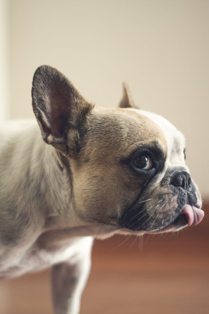dog, puppy, animal