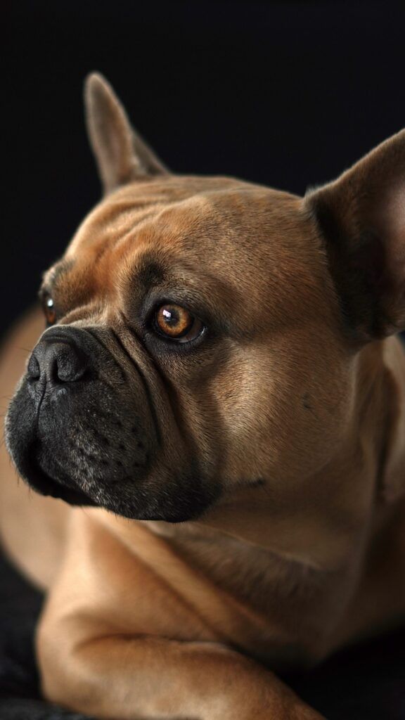 french bulldog, dog, black background