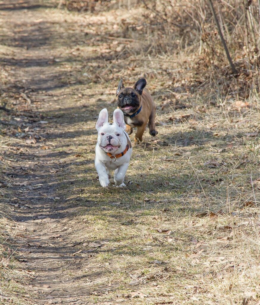 french bulldog, funny, puppy