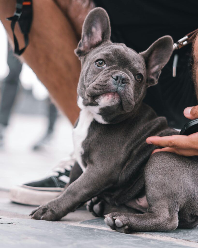 A Puppy Sitting on the Concrete Pavement