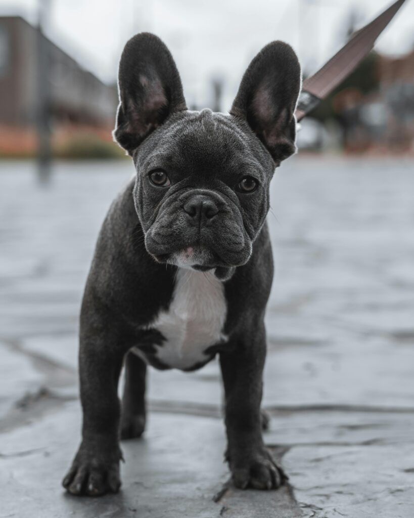 French Bulldog madrid