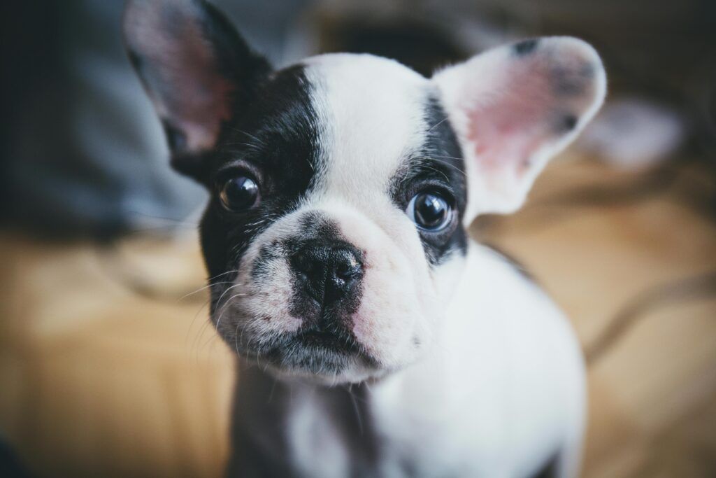 bulldog frances