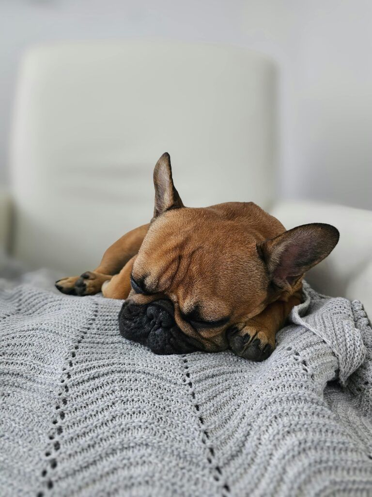 French Bulldog Sleeping on a Blanket