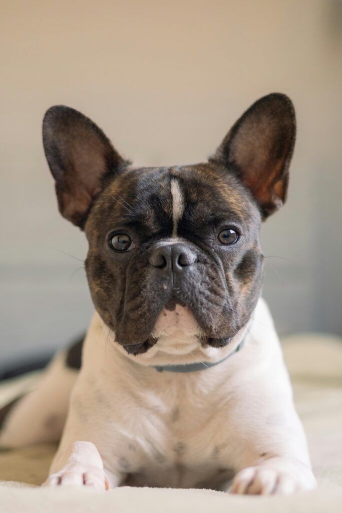 Portrait of a French Bulldog Lying on a Bed