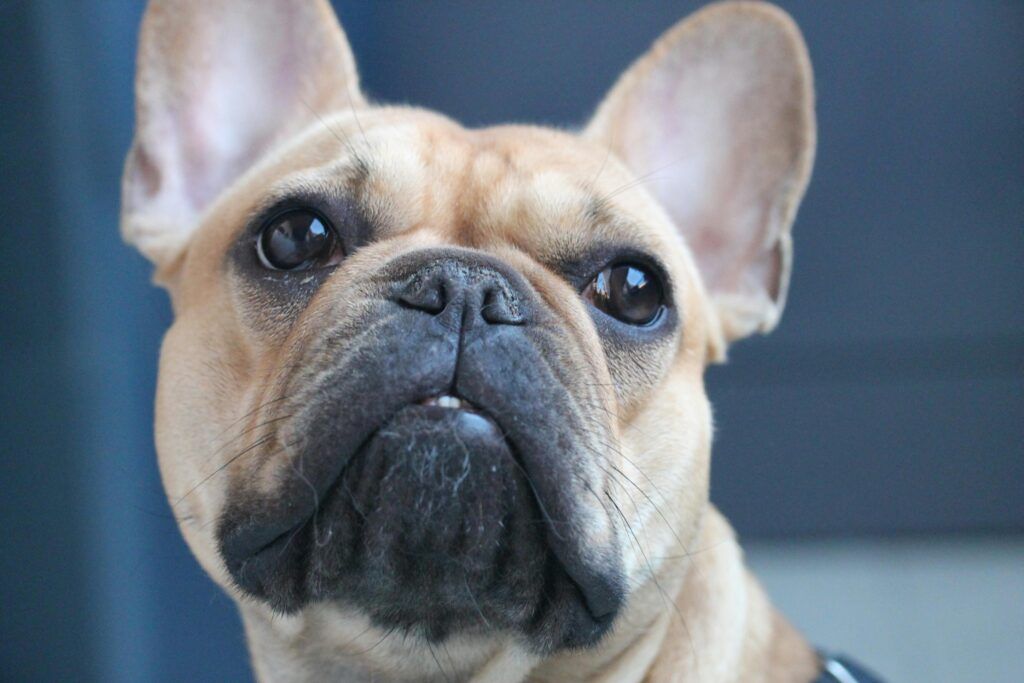 Close-Up Photo of Brown Dog