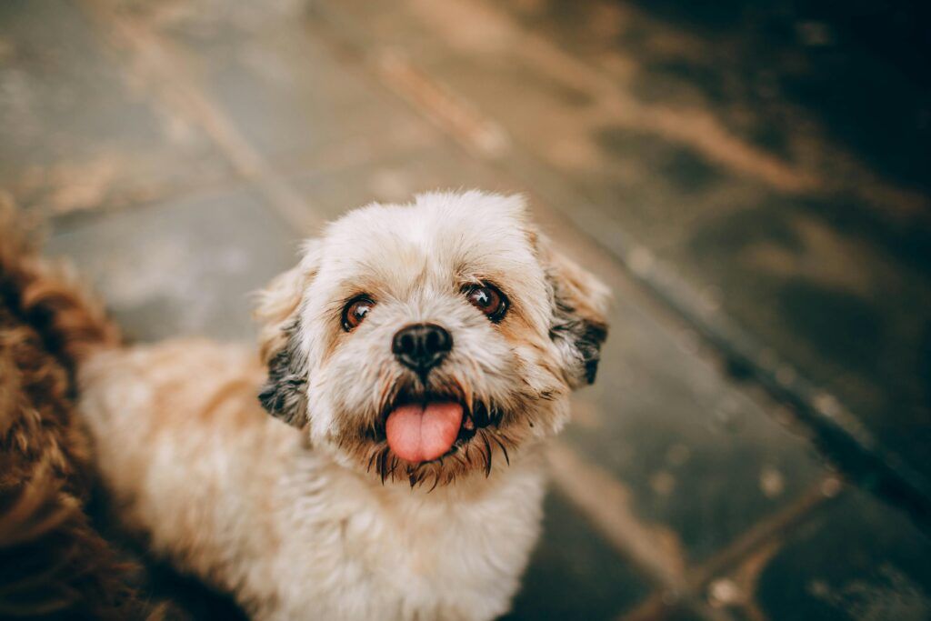 shihs tzu cachorros de bogdana