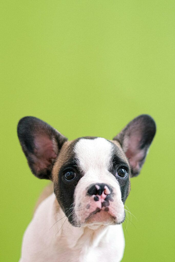 Photo of a Dog