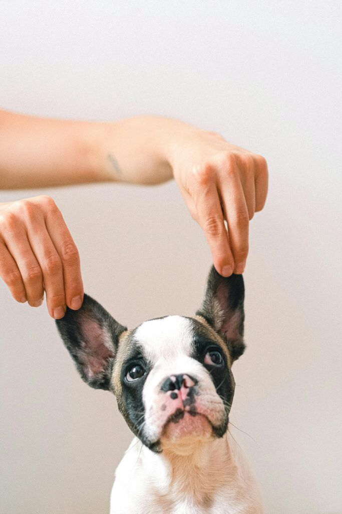 French Bulldog on Studio Shot