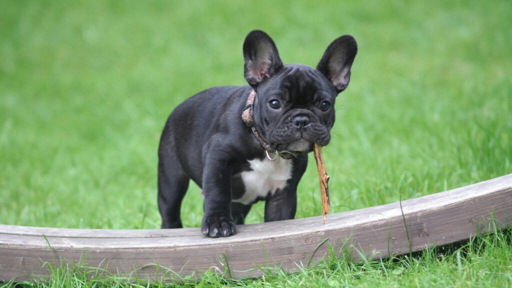 buldog frances cachorros de bogdana criadero