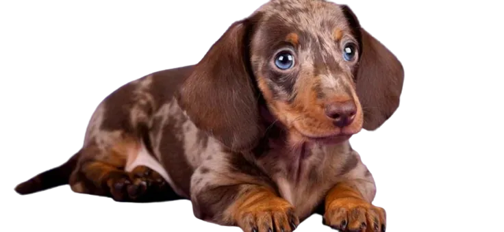 comprar teckel arlequin en madrid