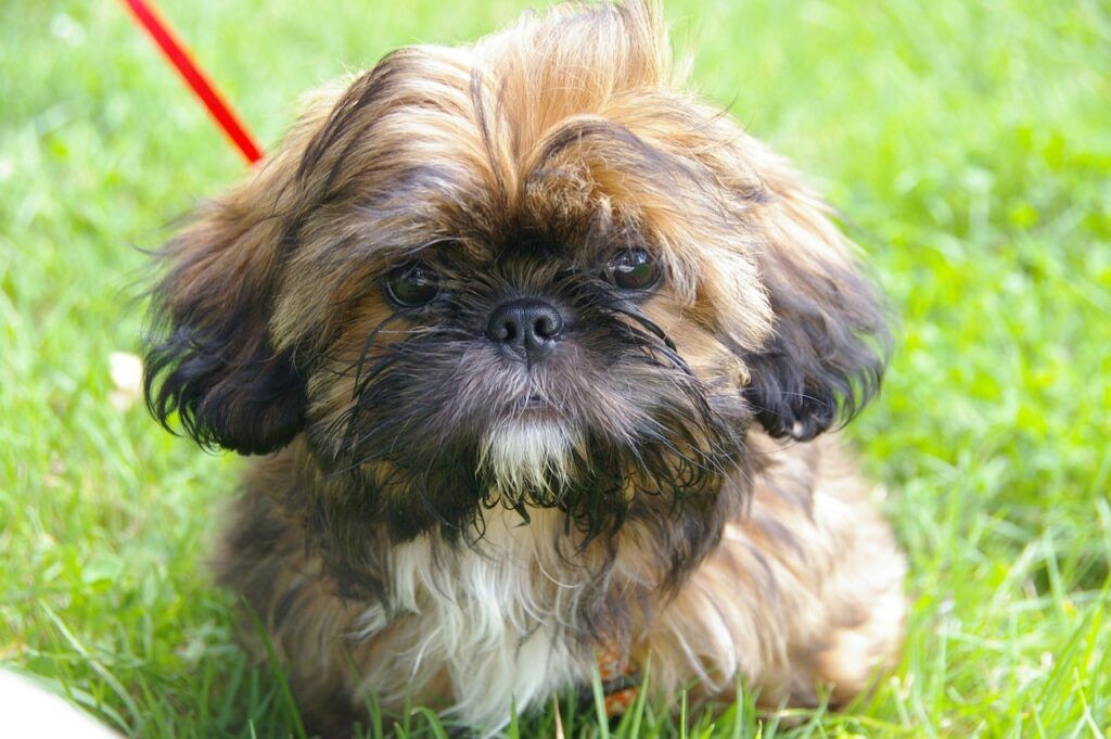 CRIADERO SHIH TZU COMUNIDAD VALENCIANA VALENCIA