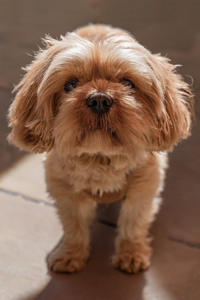 Cachorros shih tzu en murcia