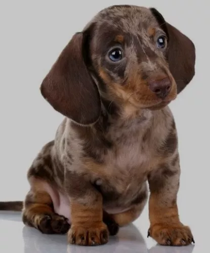 perro salchicha - teckel madrid