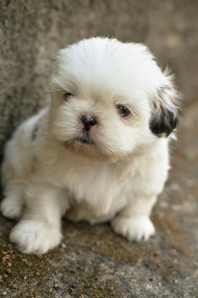 CRIADERO SHIH TZU VALENCIA CACHORROS DE BOGDANA