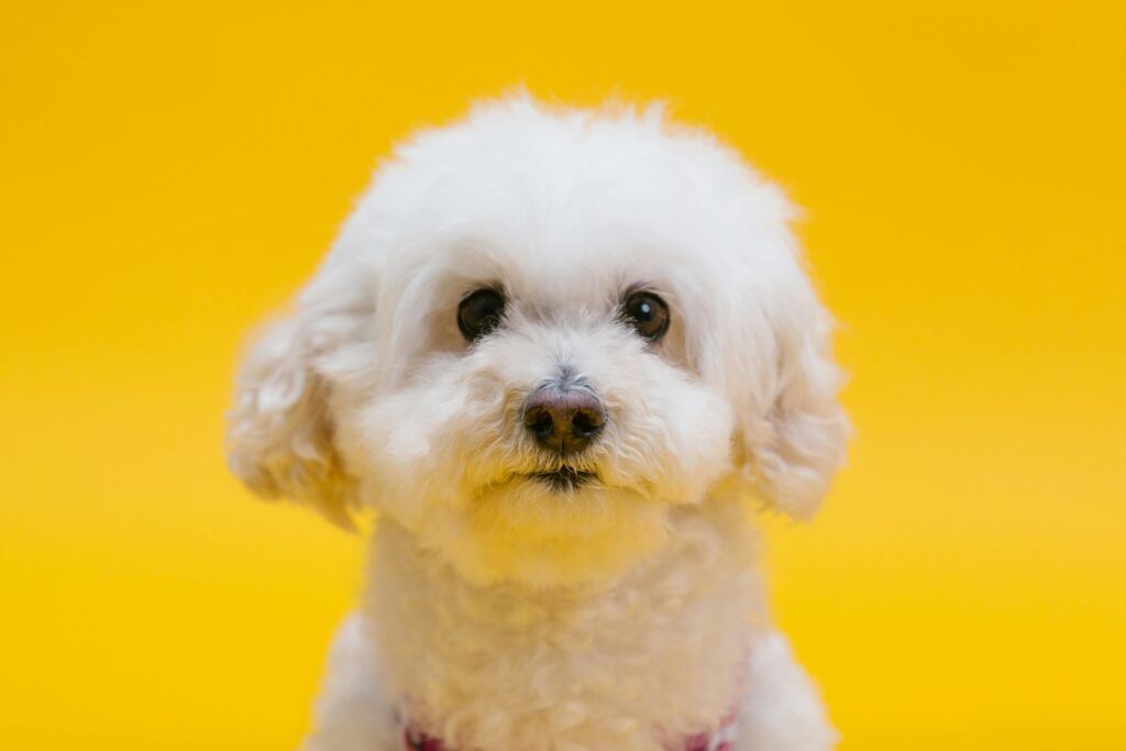 cachorros de bichón maltés toy