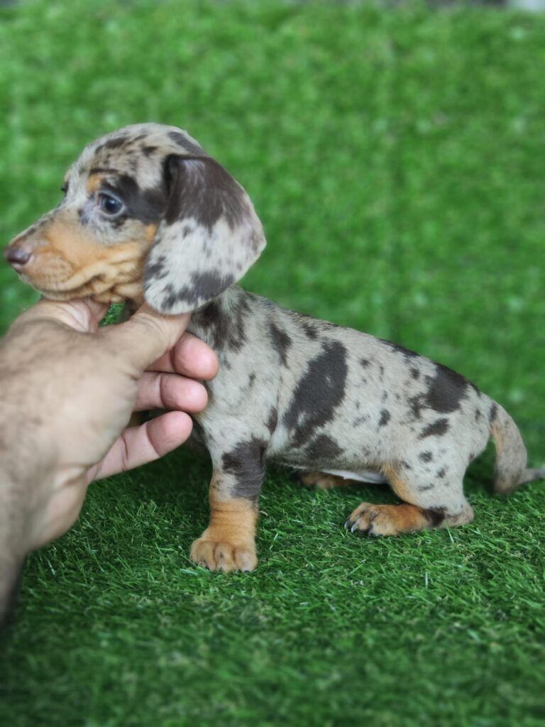 Teckel arlequin Kanichen teckel raza de perro | Cachorros de bogdana