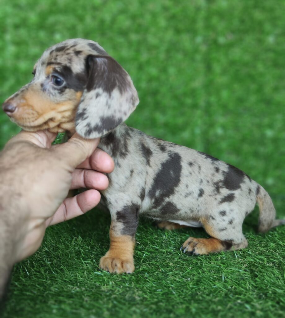 Teckel arlequin Kaninchen teckel raza de perro | Cachorros de bogdana