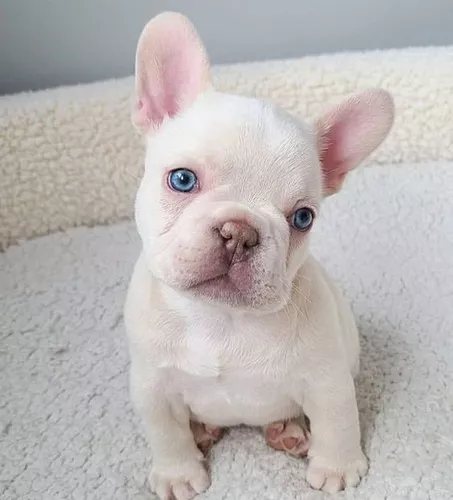 comprar platinum bulldog frances cachorro
