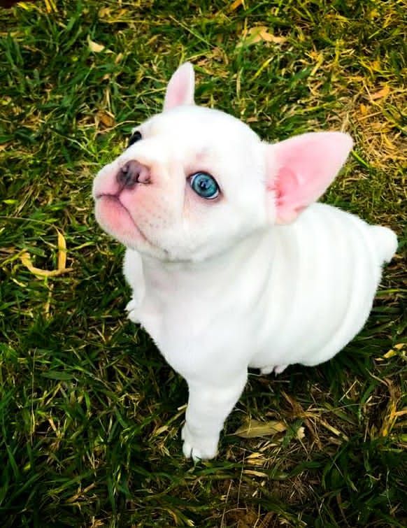 bulldog francés platinum