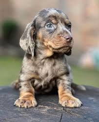 teckel arlequin madrid