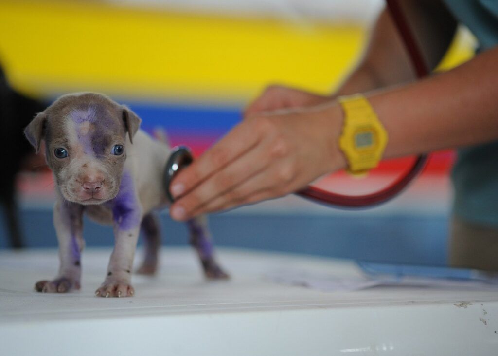 visitaal veterinario cachorros de bogdana