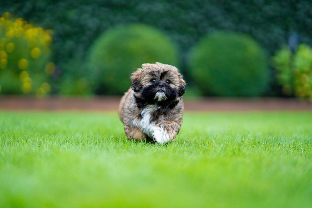 shih tzu, dog, puppy