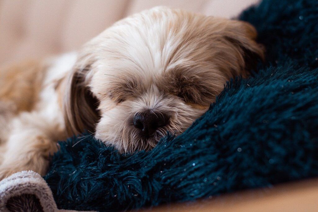 shih tzu perritos comprar en criadero