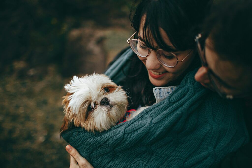 Shih Tzu comprar cachorro en madrid