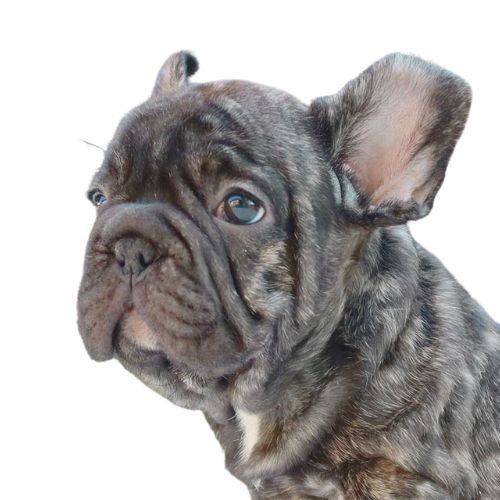 Bulldog frances Big Rope