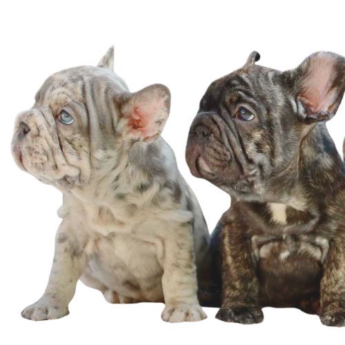 frenchie merlé españa criadero