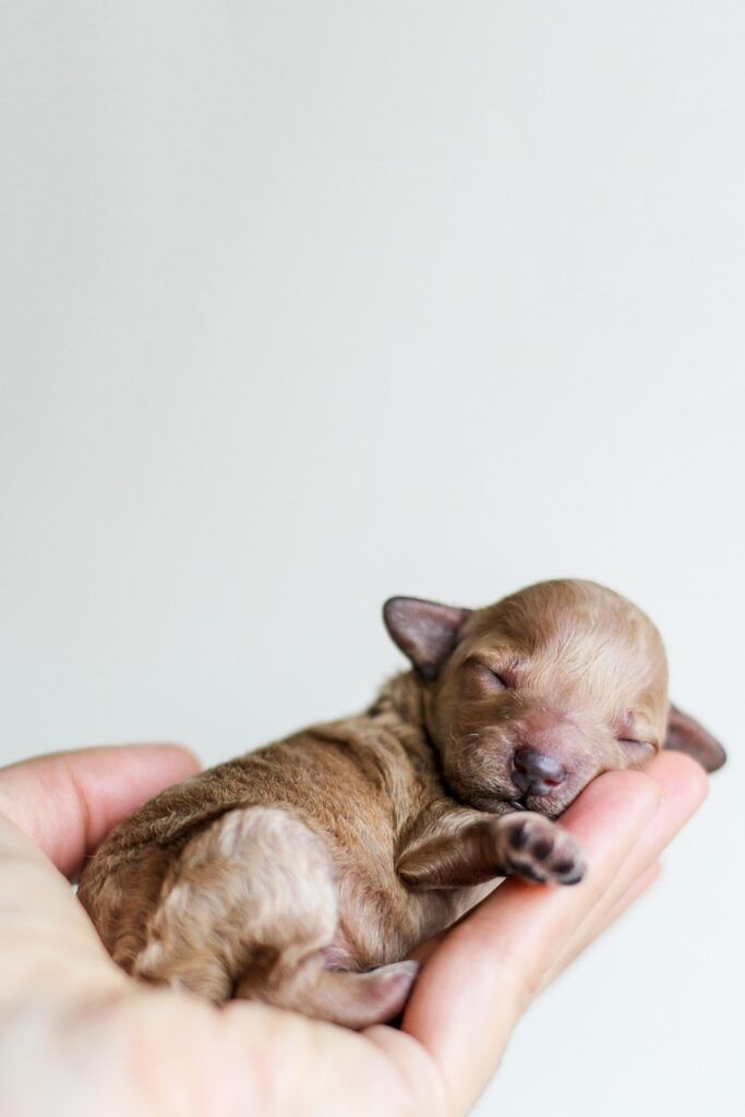 bulldog frances puppy barcelona