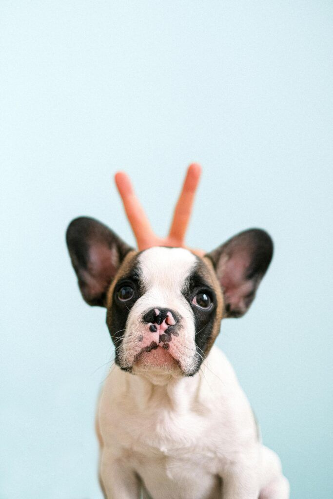 Adorable French Bulldog puppy with playful bunny ears against a light blue background.