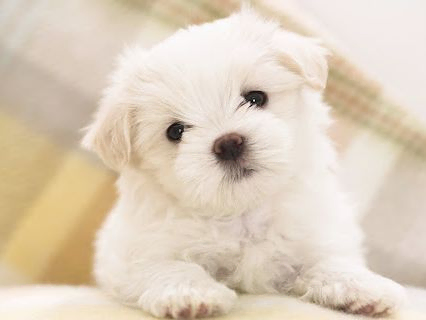 bichón maltes en málaga, cachorros en venta castilla la mancha