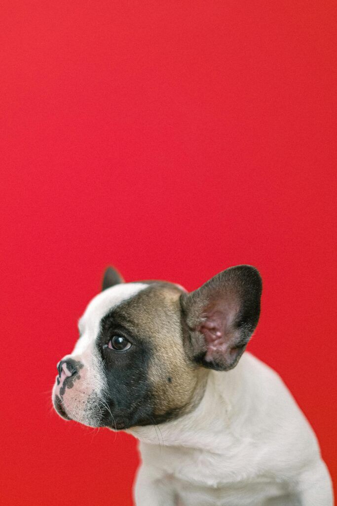 guadalajara Madrid bulldog frances criadero