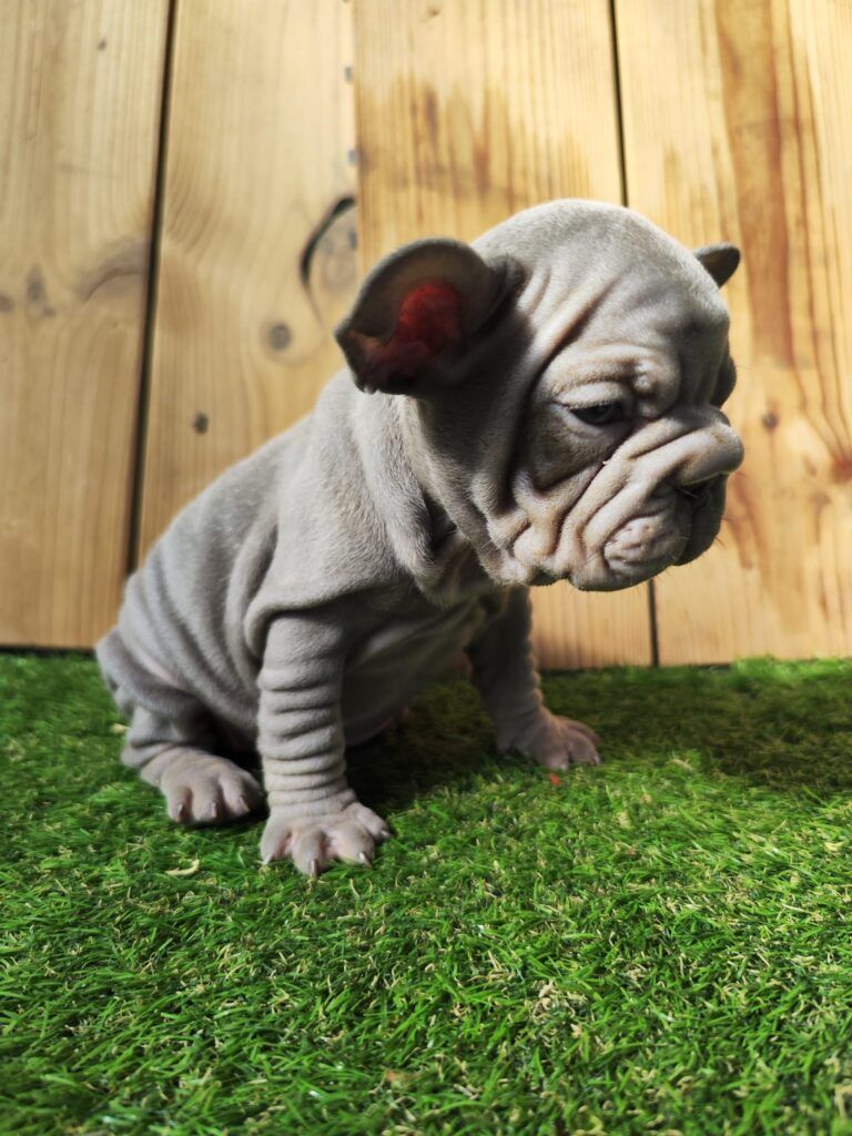 bulldog francés teruel exótico