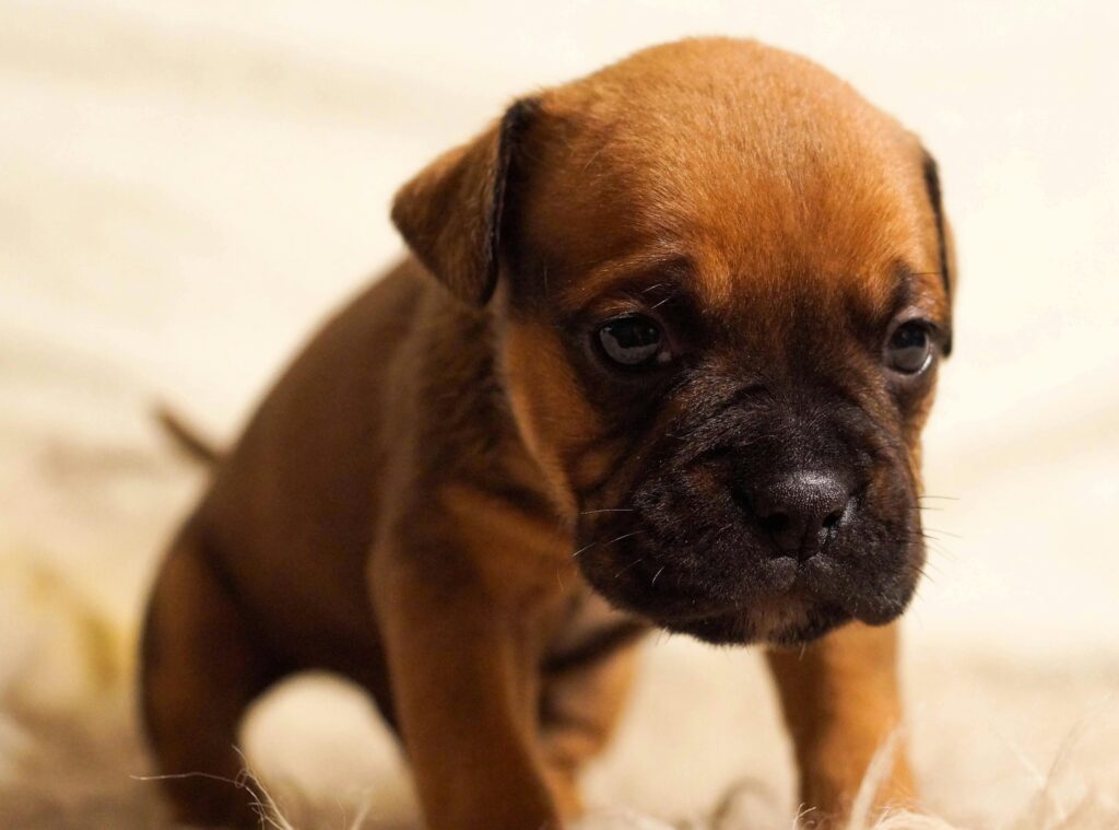 bulldog francés puppy teruel criadores