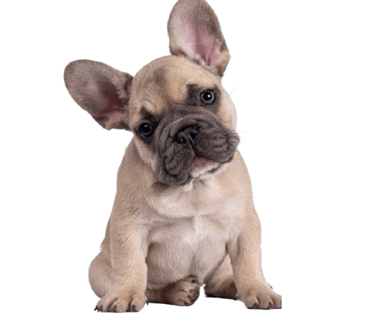 criadero bulldog francés en teruel