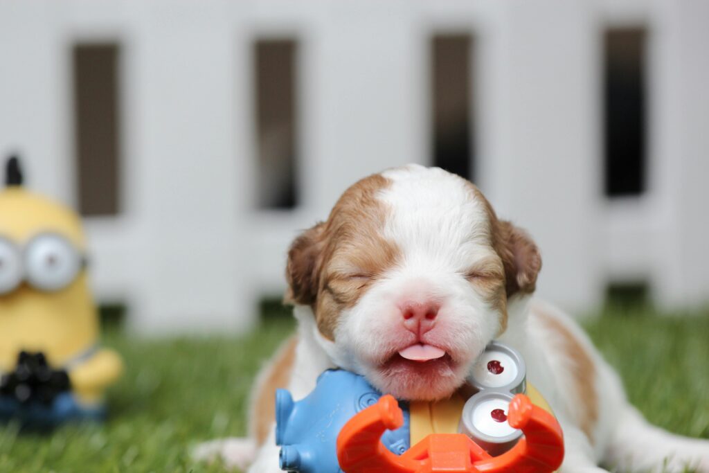 Buldog francés Ciudad Real