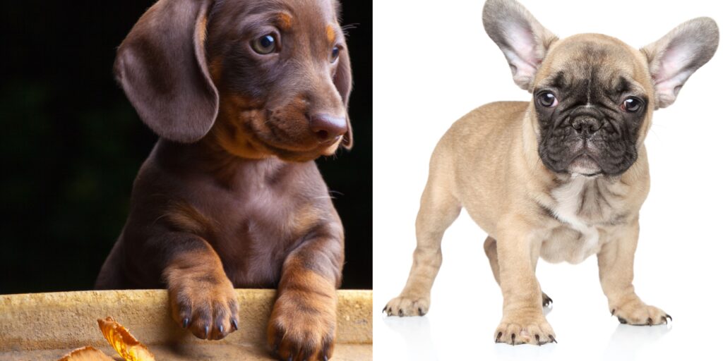 Diferencias entre teckel y bulldog frances