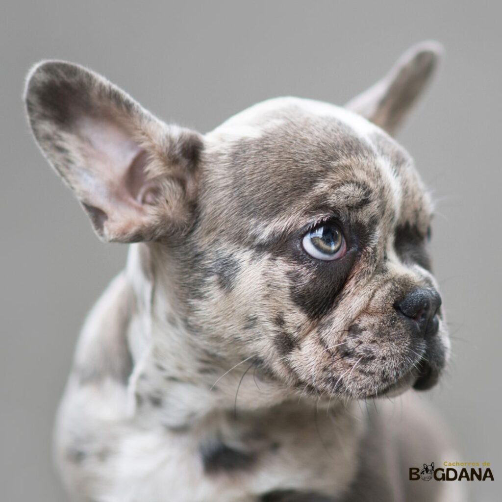 bulldog francés merlé